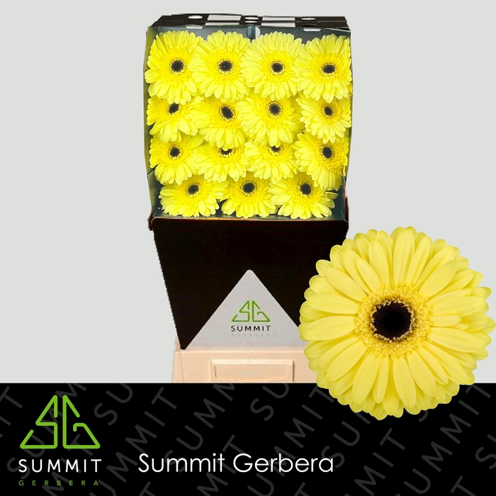 <h4>Gerbera Matteo Diamond</h4>