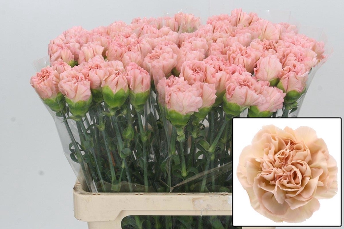 <h4>DI ST LEGE MARRONE</h4>