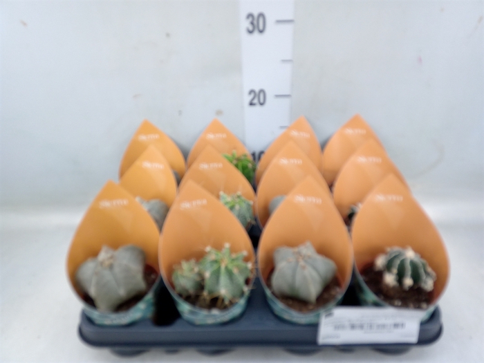 <h4>Astrophytum ornatum</h4>