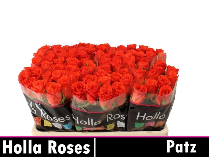 <h4>Rosa a grande fleur Patz</h4>