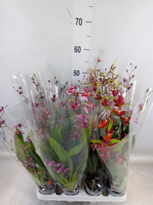 <h4>Orchideeen   ...mix</h4>