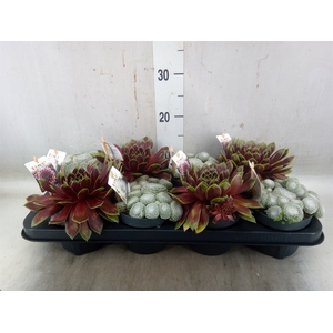 Sempervivum  'ChickCh'   ...mix
