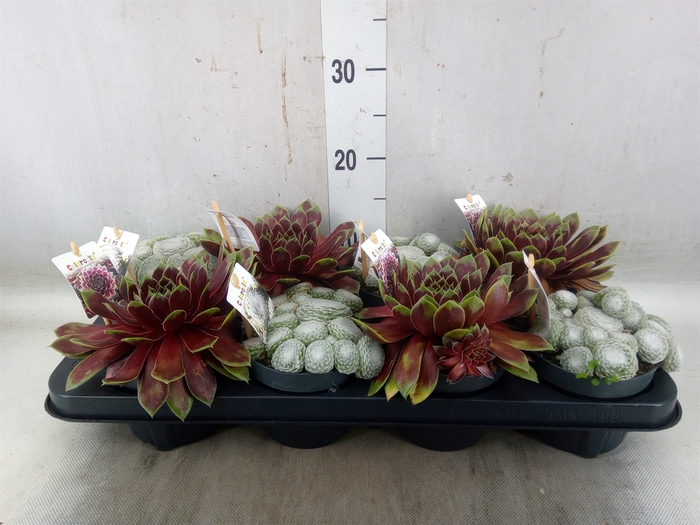 <h4>Sempervivum  'ChickCh'   ...mix</h4>