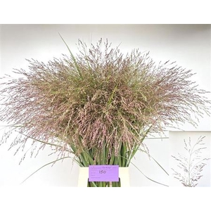 Panicum Kl Bh Bordeaux