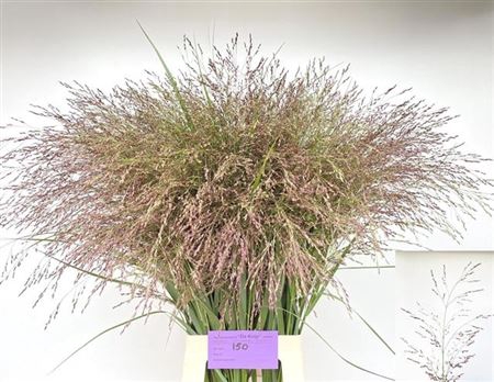 <h4>Panicum Kl Bh Bordeaux</h4>