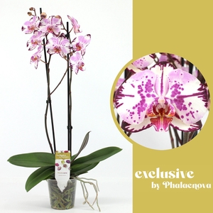 Magic Art 2-tak 60cm (RIJP)