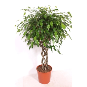 Ficus Exotica