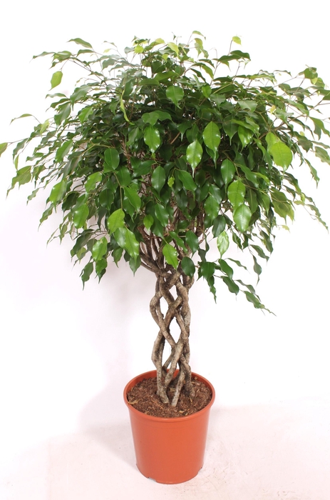 <h4>Ficus Exotica</h4>
