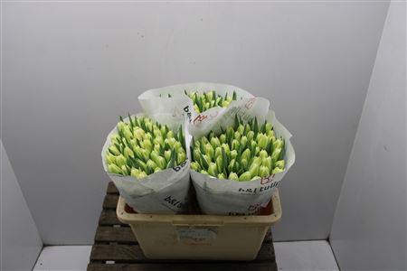 <h4>Tu Du Avant Garde</h4>