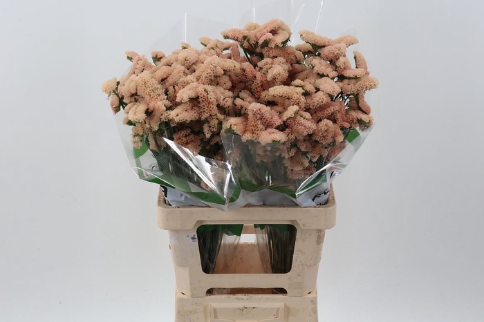 <h4>Limonium sinuatum 'Sinuet Apricot'</h4>