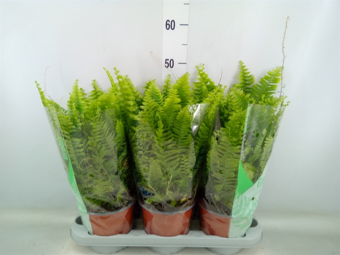 <h4>Nephrolepis exal. 'Green Moment'</h4>