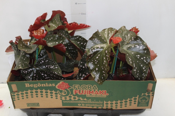 <h4>BEGONIA MARI P15</h4>