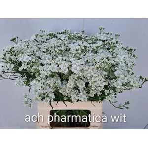 ACHIL PTARMICA THE PEARL ACHIL P TH