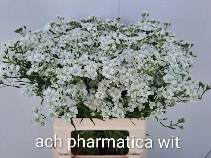 <h4>ACHIL PTARMICA THE PEARL ACHIL P TH</h4>