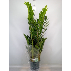 Zamioculcas zamiifolia