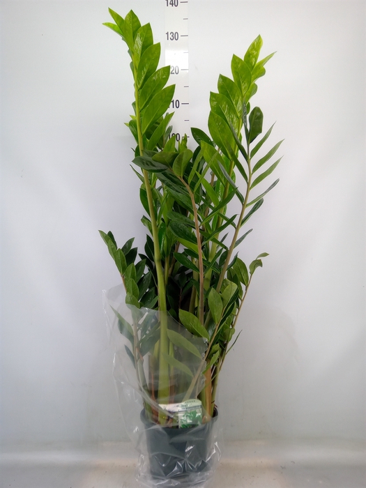 <h4>Zamioculcas zamiifolia</h4>