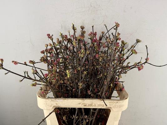 <h4>Viburnum Bodnantense</h4>