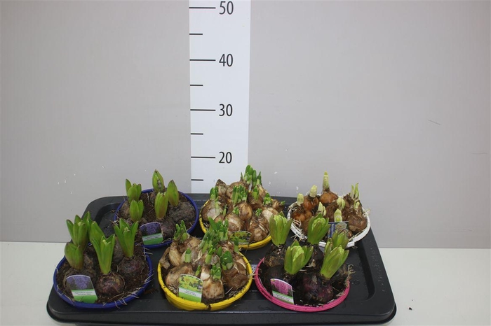 <h4>Bolbloemen Gemengd In Schaal Colour</h4>