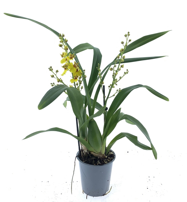 <h4>ONCIDIUM OV</h4>