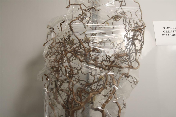 <h4>Coryl Av Contorta</h4>