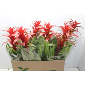 GUZMANIA FINEST RED P14