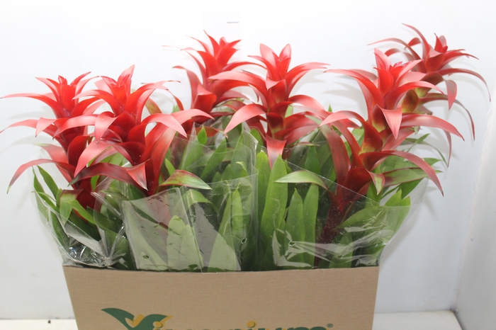 <h4>GUZMANIA FINEST RED P14</h4>