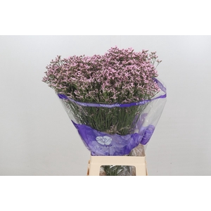 Limonium Pink Diamond