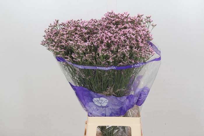 Limonium Pink Diamond