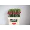 Antirrhinum Po Rose