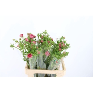 Ran Moderna Passione