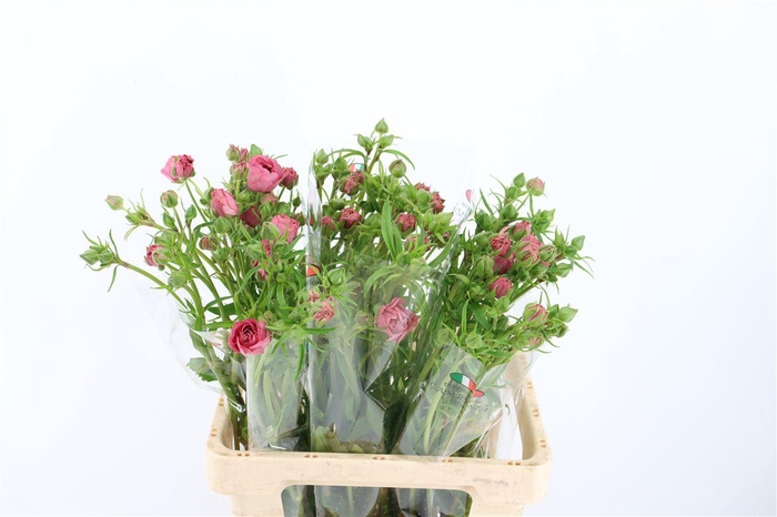 <h4>Ran Moderna Passione</h4>