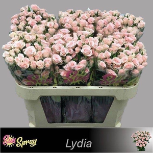Rosa spray lydia