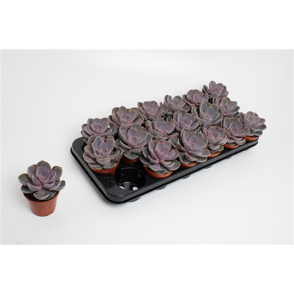 <h4>Echeveria Perle von Nurnberg</h4>