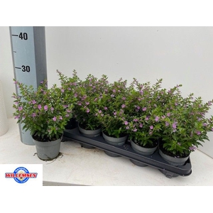 CUPH HYSSOPIFOLIA