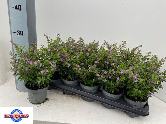 <h4>CUPH HYSSOPIFOLIA</h4>