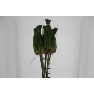 FOLH PAPIRUS 070 CM