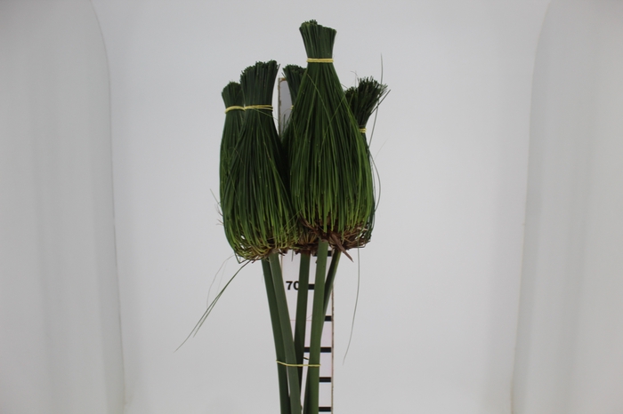 <h4>FOLH PAPIRUS 070 CM</h4>