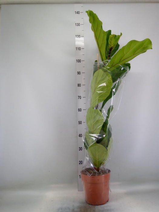 <h4>Ficus lyrata</h4>