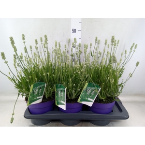 Lavandula angus. 'Aromance White'