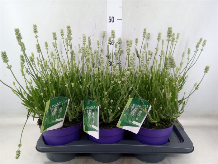 <h4>Lavandula angus. 'Aromance White'</h4>