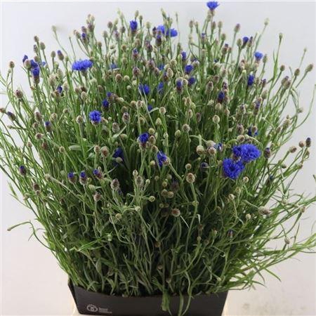 <h4>Centaurea Cyanus</h4>