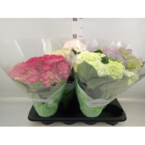 Hydrangea mac.   ...mix