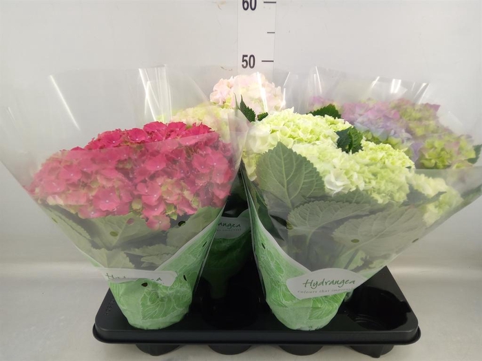 <h4>Hydrangea mac.   ...mix</h4>