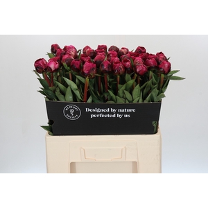 Paeonia Kansas