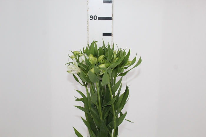 <h4>ALSTROEMERIA WHITNEY 080 CM</h4>