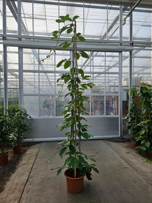 <h4>Tetrastigma voinierianum</h4>