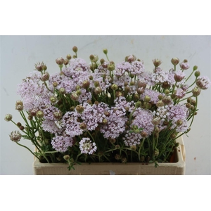 Didiscus Pink