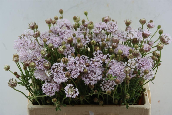 <h4>Didiscus Pink</h4>