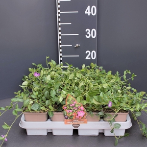 Vinca minor 'Atropurpurea'