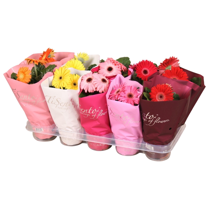 <h4>Tisento gerbera mix 12cm Moederdag</h4>